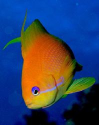Close up of an anthias taken at Sharksbay with E300 and 5... by Nikki Van Veelen 